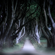Dark Hedges